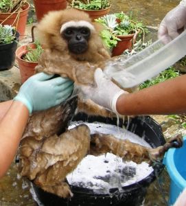 Agile gibbon Melly having a bath after her handover to ASTI