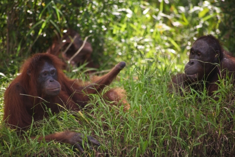 Kesi, the orangutan with one hand on Bapalas Island