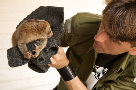 Channee with a rescued slow loris